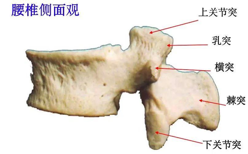 收藏了:脊柱超詳細解剖,高清圖文版!_頸椎