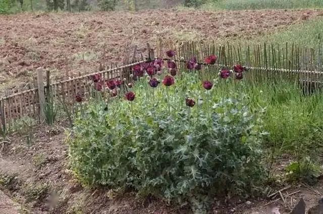 听信民间传闻老人种植60株罂粟被行政处罚