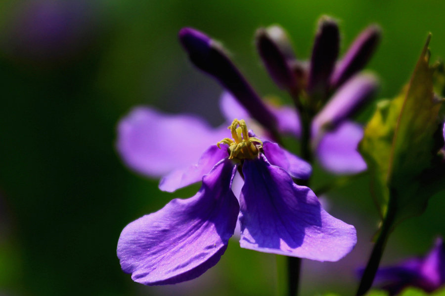 星连文学社广西诗人陈熠明二月兰花梦有缘