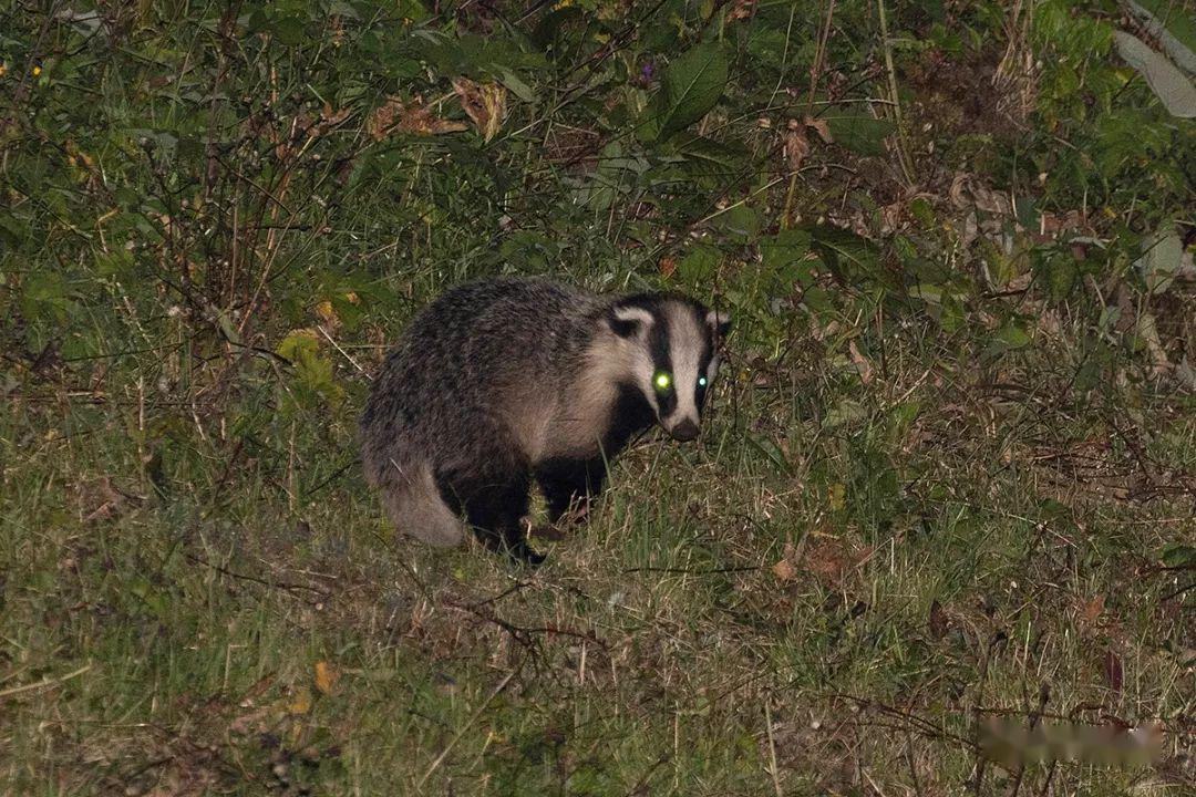 出门10分钟,偶遇一只正在青稞地里找吃的的狗獾@贡嘎山,滔桑)