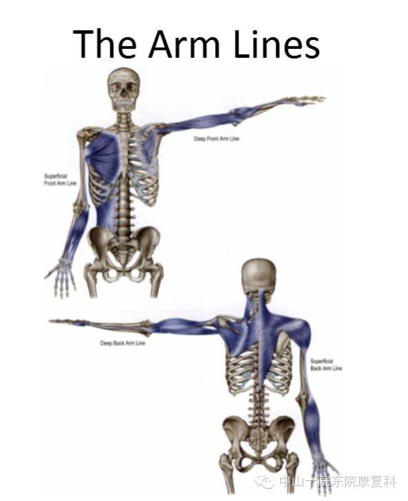 解剖列车人体12条筋膜链解析及具体手法操作详解