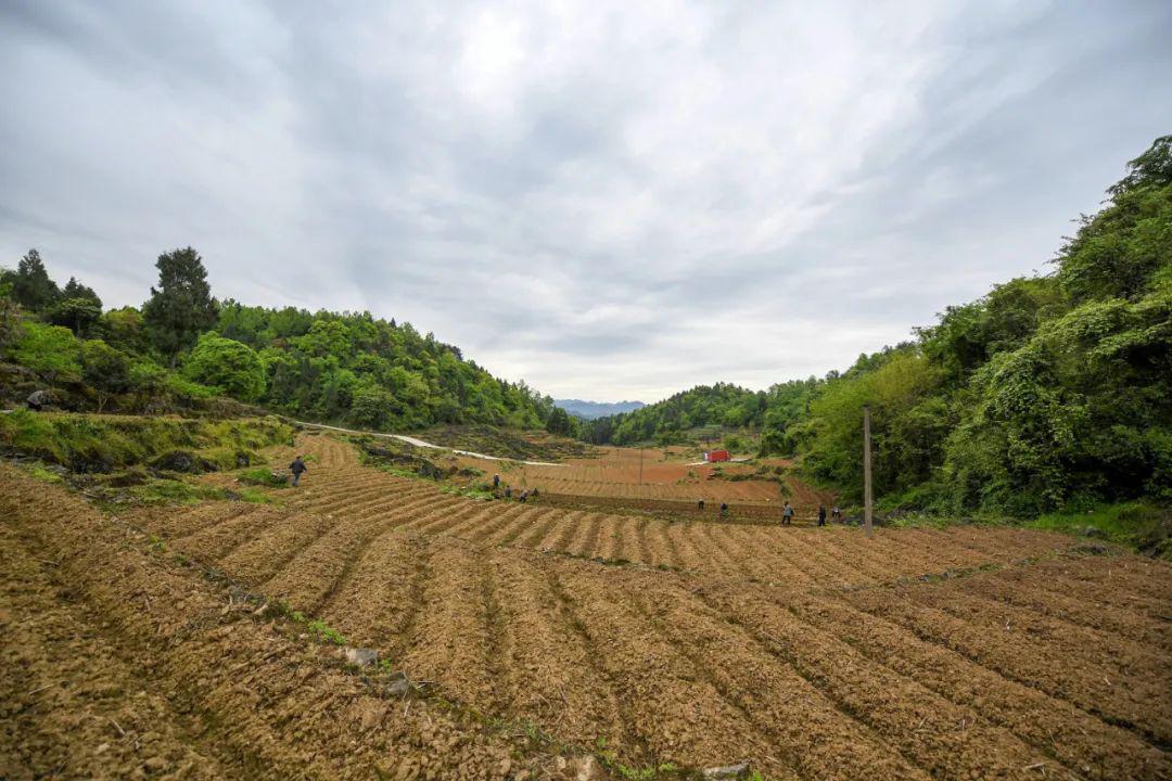 余庆万里村:春耕农忙正当时,辣椒移栽好景象!