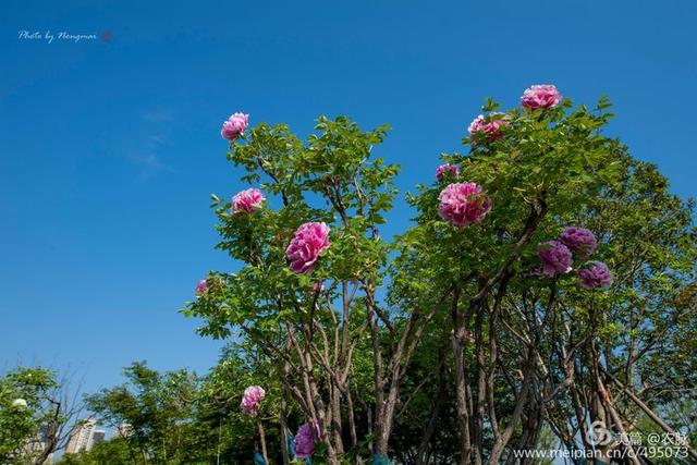 原创总领群芳花之王洛阳千年皇家园林百年牡丹花王盛开