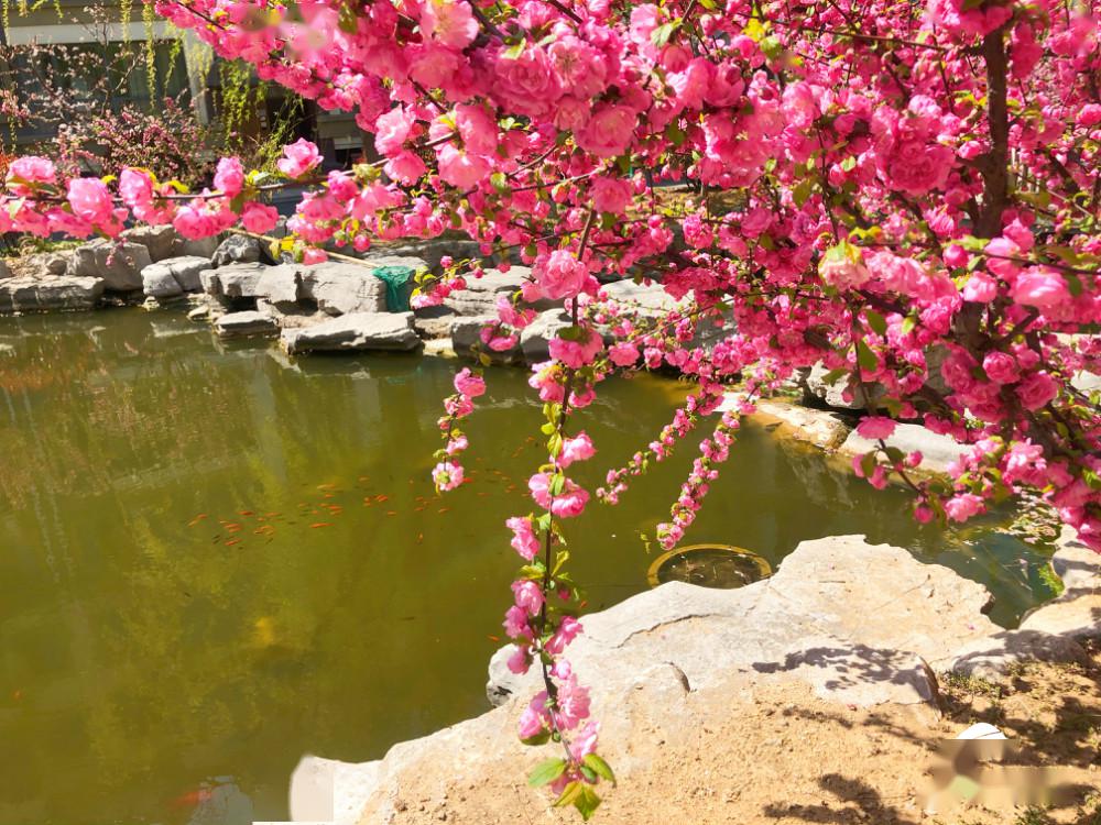 最美人間四月天踏青賞花正當時威海垛頂山公園等你來打卡