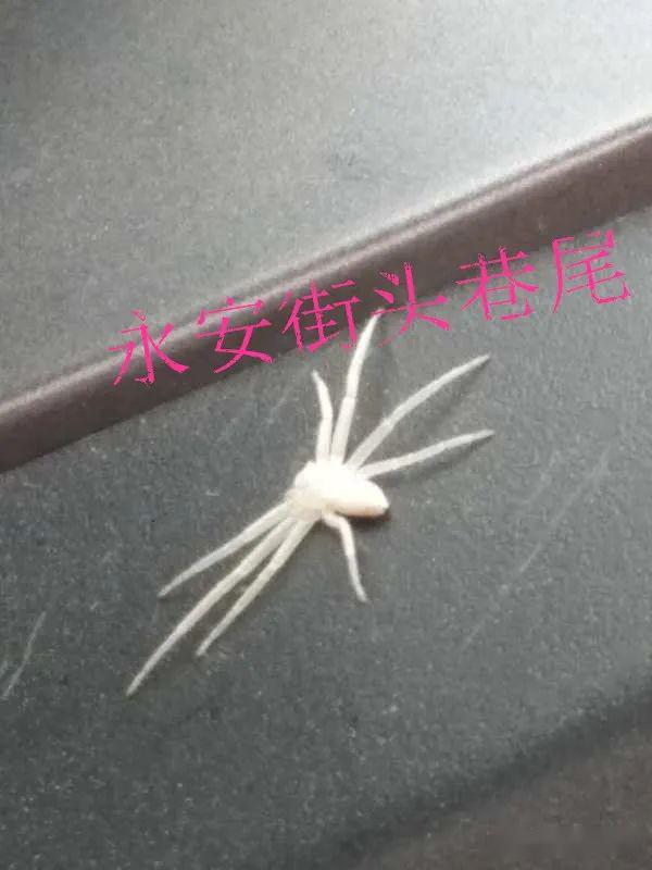 永安微友在车上看见一只白色的蜘蛛,是不是新品种?