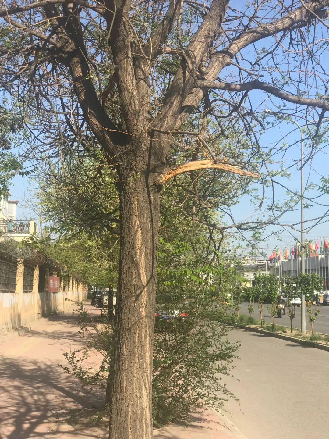 吉晟别墅南门 | 这排老槐树经历了什么?谁能救救它们!_树干