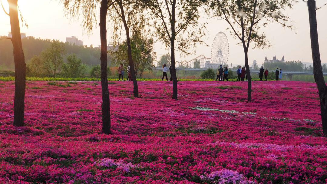 陈仓花海图片