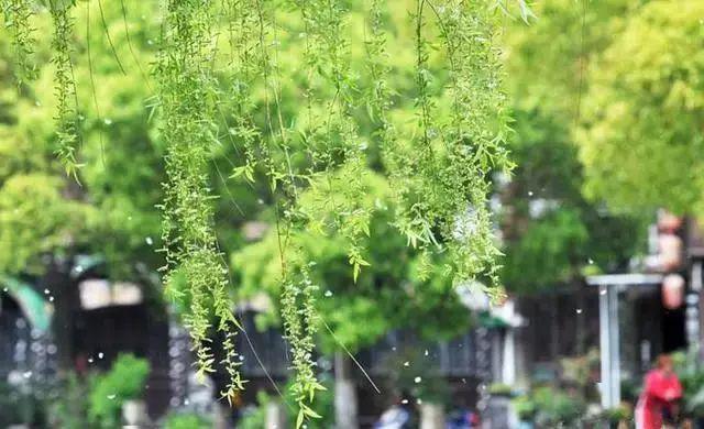 落絮游丝亦有情金华这个湖岸已柳絮纷飞