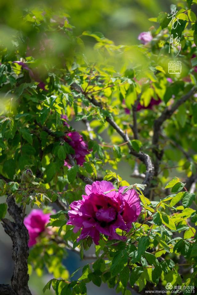 总领群芳花之王洛阳千年皇家园林百年牡丹花王盛开