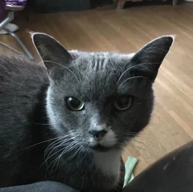 大型坏猫评比大赛太凶残了