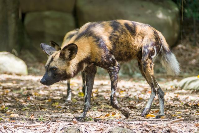 图虫静物摄影:非洲野犬(学名:lycaon pictus)