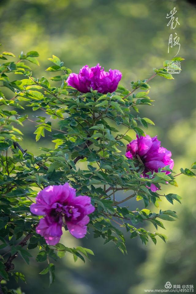 原创总领群芳花之王洛阳千年皇家园林百年牡丹花王盛开