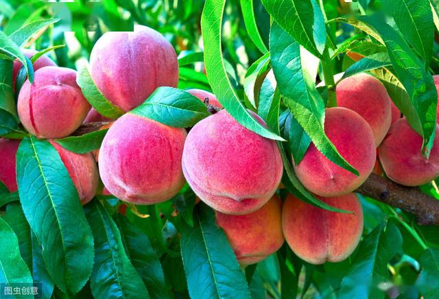 水蜜桃之乡在哪里