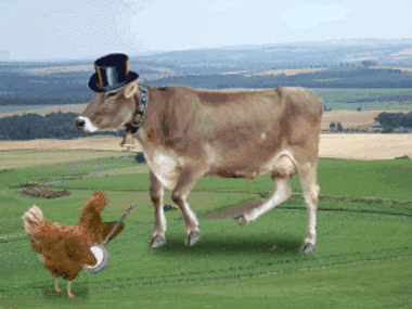 小羊撞牛的搞笑gif图片图片