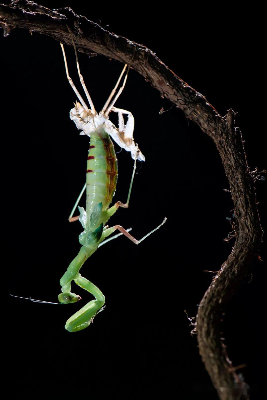 影人养螳螂逛庙会摄影里的俗世烟火