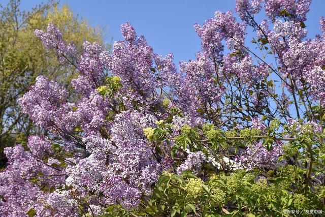 朽木逢春难再绿为何留恋过花期