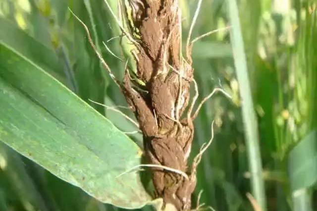 病虫害科普丨小麦黑颖病的危害与防治