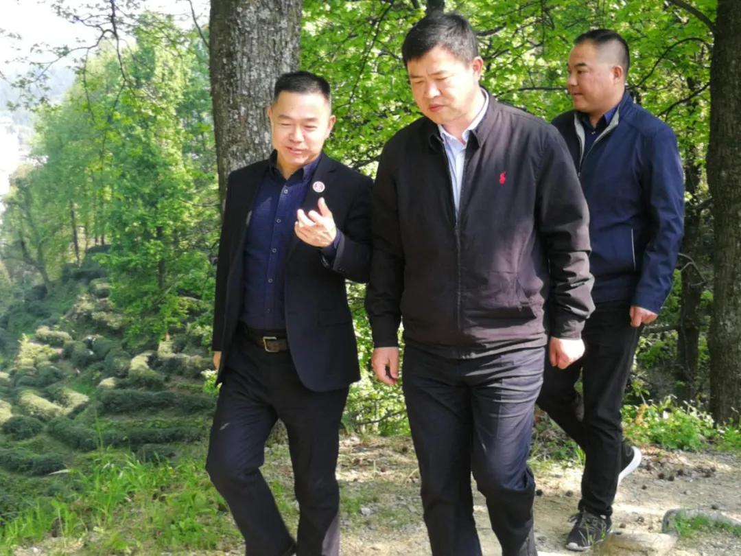 黄山市政府张正竹副市长莅临茶红天下股份调研指导