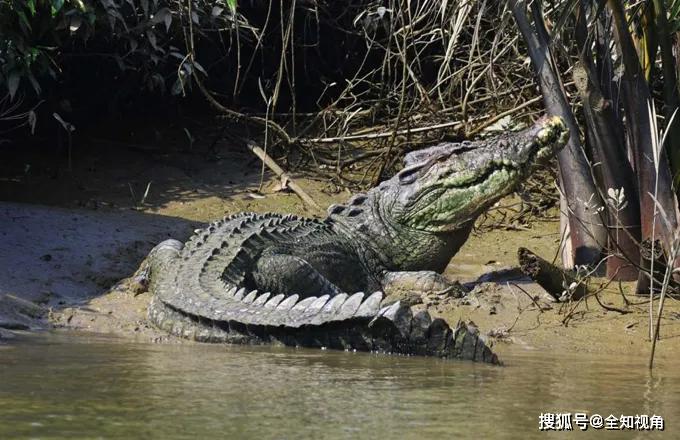 现存大鳄魔体长可达6米咬合力是鬣狗4倍还可跨海冲浪