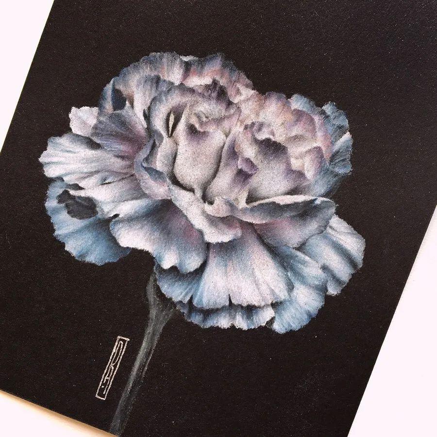 这些彩铅画作,真把对象画神了!_昙花