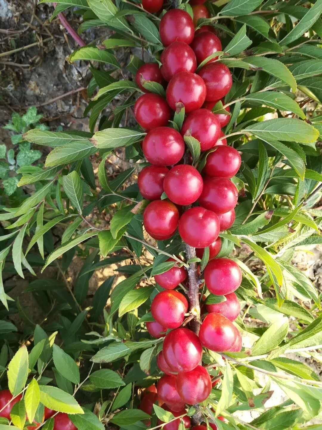 新业态新产业68新机遇复工复产大潮中的欧李产业