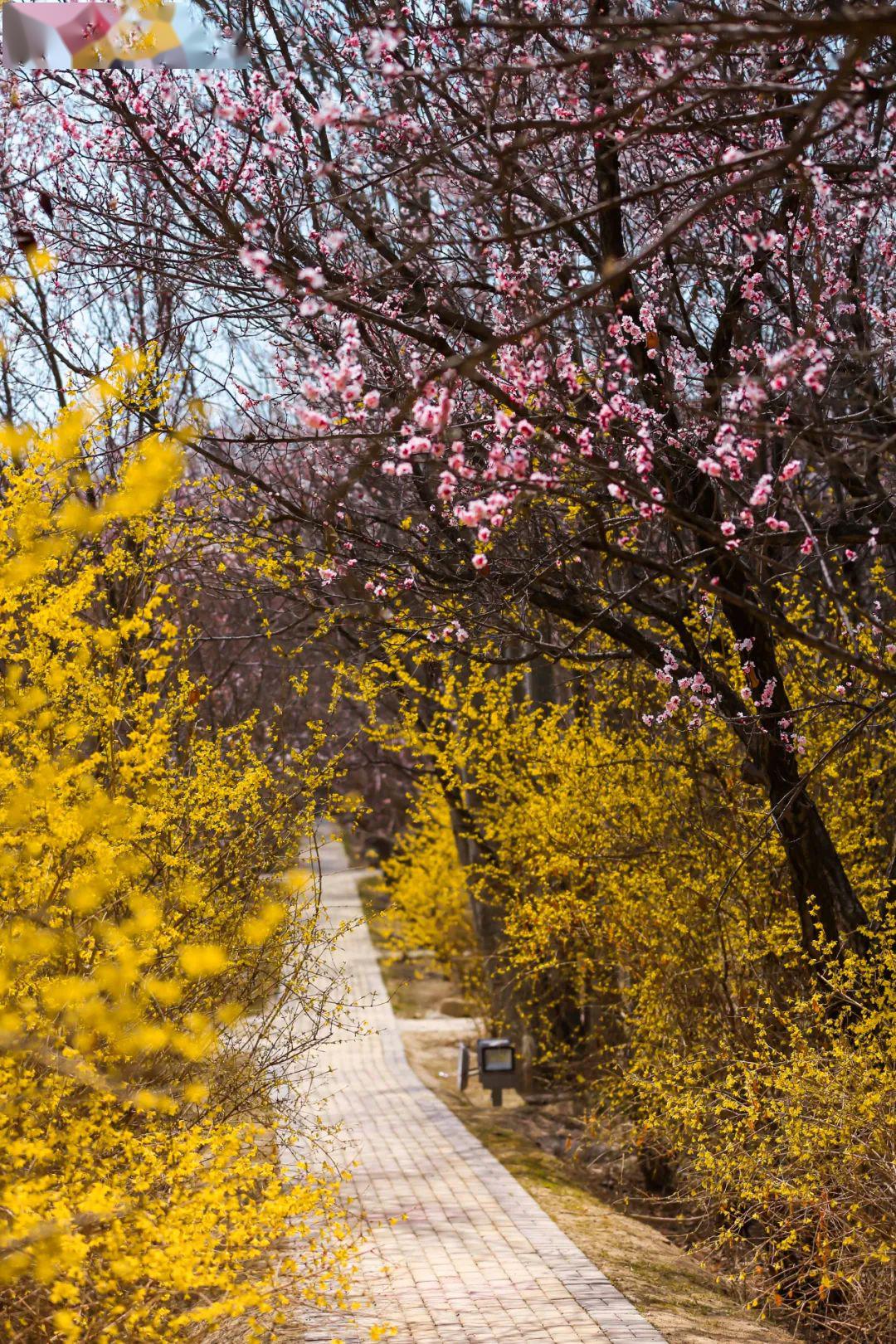 至若春和景明邂逅榆中最美春景组图