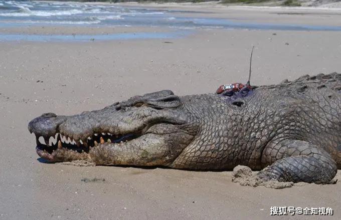 现存大鳄魔体长可达6米咬合力是鬣狗4倍还可跨海冲浪