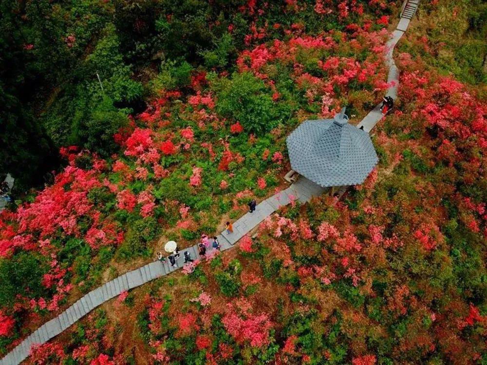 非周末活动421号走进磐安探访浙中杜鹃谷徒步魅力高姥山百亩杜鹃游