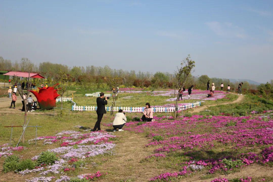 双楼花海一日游门票才99元一人