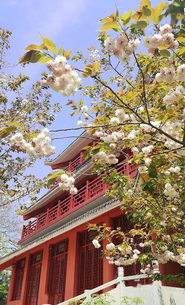 再不来看真的要等明年啦 4月7日实拍凤凰沟樱花 早,中樱的花期 在二月