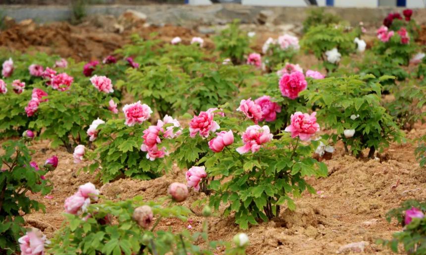 【68元】闽侯大湖赏牡丹花,"福州版故宫"闽越水镇(汽车)1日游