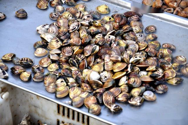 樱花四月青岛码头小海鲜大量上市新鲜便宜购买人络绎不绝