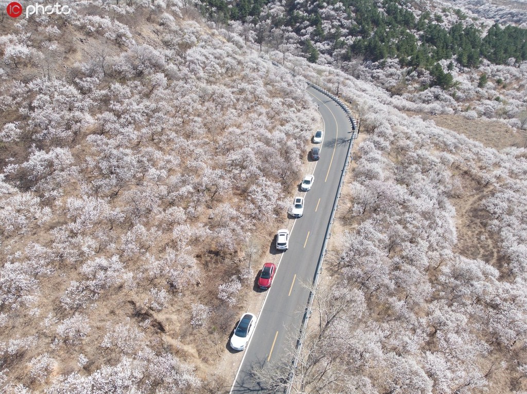 航拍北京最美赏花公路昌赤路桃花盛开惹人向往
