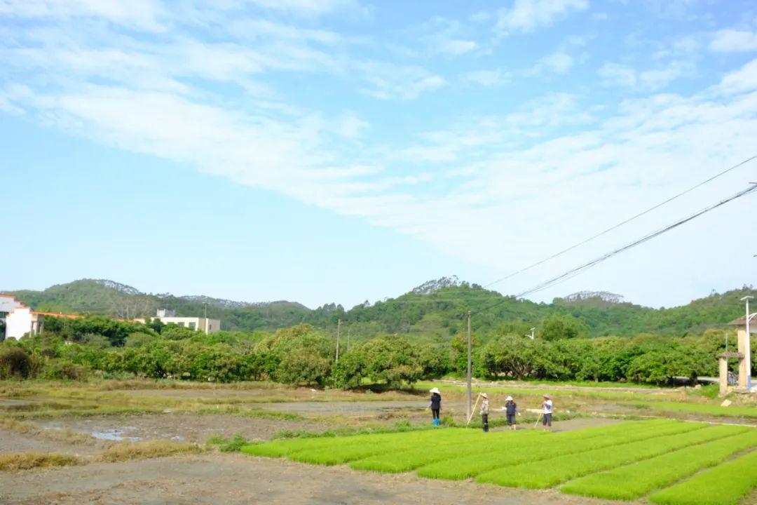 春耕时节带你感受太平镇银林村传统农耕之美