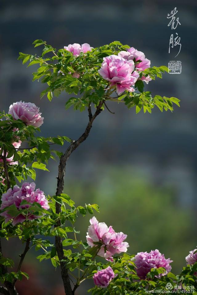 原创总领群芳花之王洛阳千年皇家园林百年牡丹花王盛开