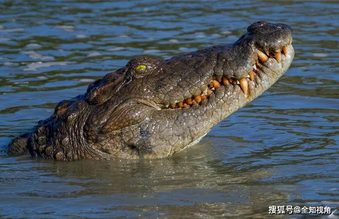 现存"大鳄魔":体长可达6米,咬合力是鬣狗4倍,还可跨海冲浪!_鳄鱼
