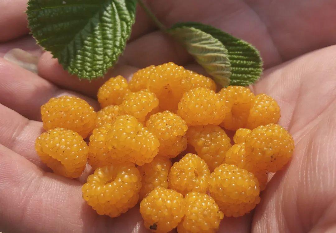 时令"网红"│乡间黄泡果 澜沧春之"味"