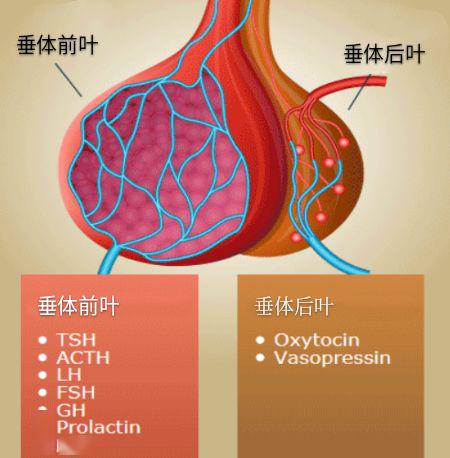 但是临床医生却习惯根据位置关系,将前者描述为"垂体前叶",后者为"
