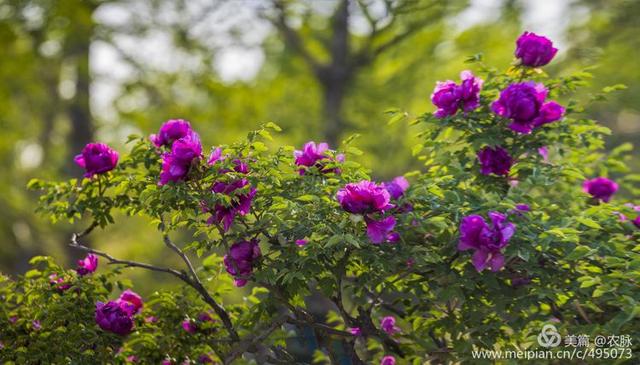 原创总领群芳花之王洛阳千年皇家园林百年牡丹花王盛开
