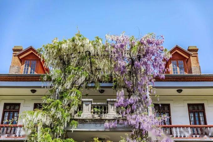 等了一个春天南通博物苑的紫藤花终于盛开