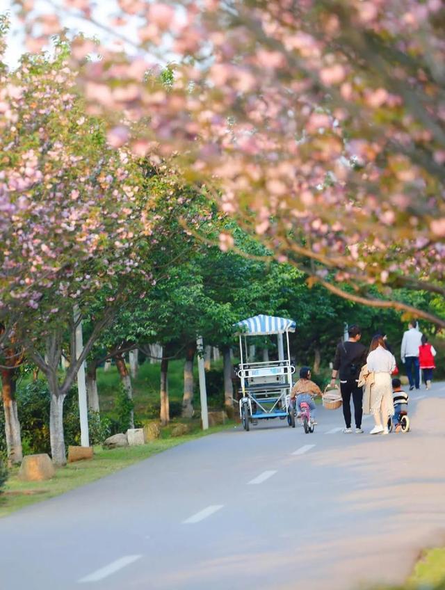 南昌凤凰沟景区樱花节图片