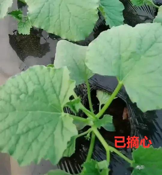 吊蔓绿宝甜瓜种植管理图片