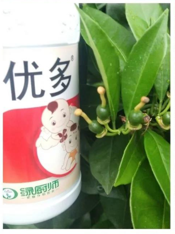 优多1000倍 叶爽1500倍喷雾,促进幼果快速转绿,果柄粗壮,减少落果及