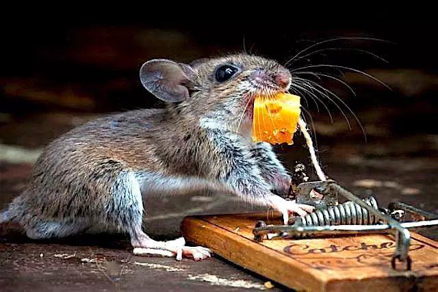 注意江山春季灭鼠大战开始了看到这个千万别碰