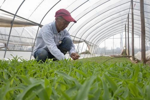 每亩喷施15%吡氟禾草灵乳剂或10%喹禾灵乳剂75毫升,或高效氟吡甲禾灵