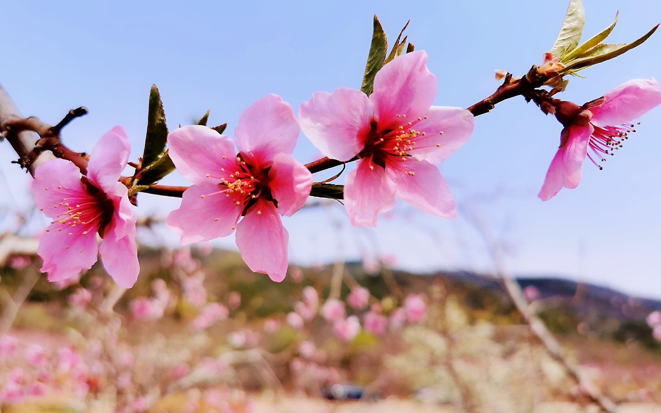 实时实景平谷推出云上桃花源市民网上就能赏桃花