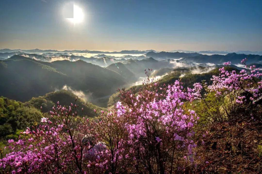 418富阳九仰坪漫山遍野紫色映山红相约杭州最美森林古道