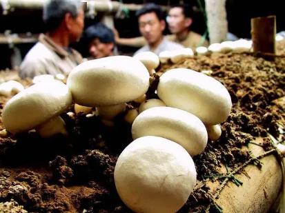 买口蘑别买到毒口蘑一定要看清这3点才能远离美白口蘑