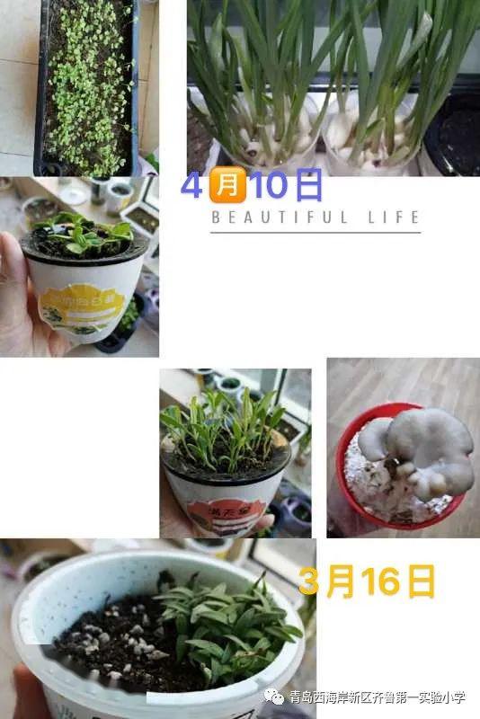 一年级三班 武楚桐胡萝卜水培日记一年级三班 关博文从无到有的喜悦一