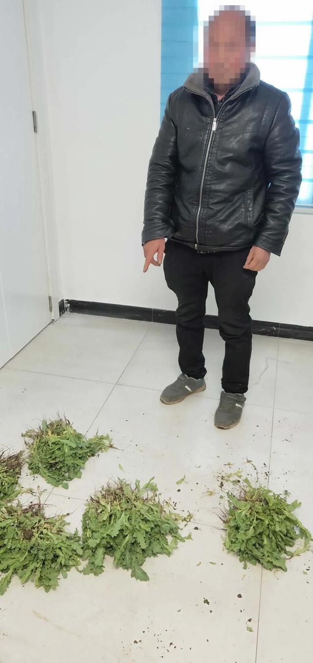 南阳一老汉在老宅院内种植480棵大烟苗被拘留